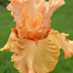 Autumn resling irisas