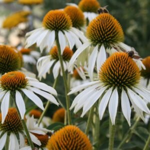 White swan ežiuolė